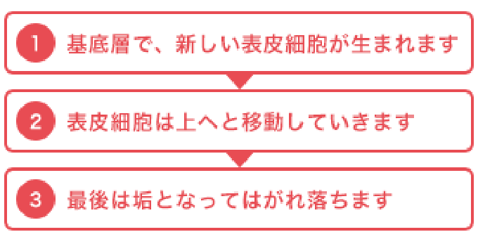 ①基底層で、新しい表皮細胞が生まれます ②表皮細胞は上へと移動していきます ③最後は垢となってはがれ落ちます