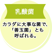 乳酸菌 カラダに⼤事な菌で、「善⽟菌」とも呼ばれる。