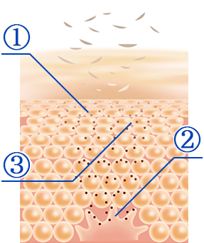 シミ、そばかすを原因から断つ、トリプルアクション処方