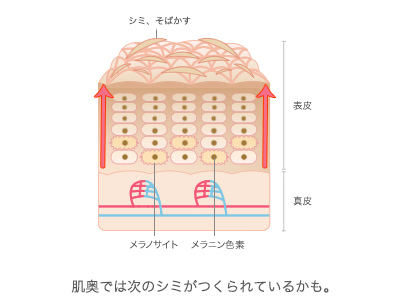 肌奥では次のシミがつくられているかも。