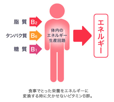 食事でとった栄養をエネルギーに変換する時に欠かせないビタミンB群。