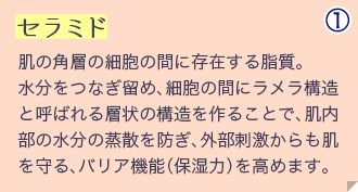 セ肌の角層の細胞の間に存在する脂質。水分をつなぎ留め、細胞の間にラメラ構造と呼ばれる層状の構造を作ることで、肌内部の水分の蒸散を防ぎ、外部刺激からも肌を守る、バリア機能（保湿力）を高めます。