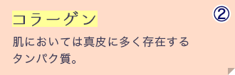 コラーゲン 肌においては真皮に多く存在するタンパク質。