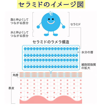 セラミドのイメージ図