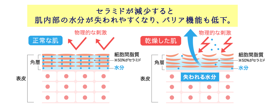 セラミドが減少すると肌内部の水分が失われやすくなり、バリア機能も低下。