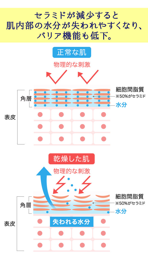 セラミドが減少すると肌内部の水分が失われやすくなり、バリア機能も低下。